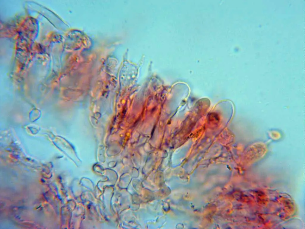 11 - Himenio 2